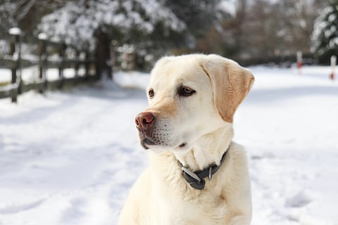 Asproulis, a nine-month-old white labrador, followed a group of mountaineers but couldn't climb down and got stuck 