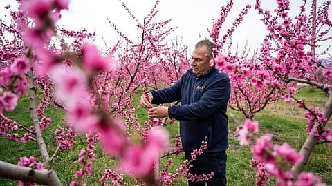 Greece’s peach blossoms draw growing crowds to Veria each spring