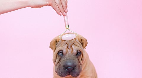 Rise of pet care in urban India