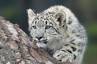 Top six destinations to spot the snow leopards across the mountains of India