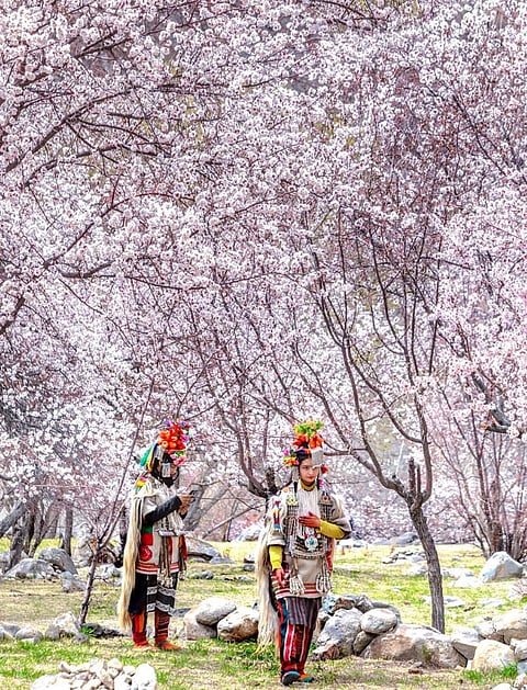 Ladakh increases flights for Apricot Blossom Festival. 4 things to do during your visit