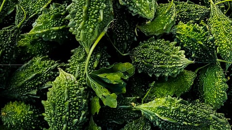 mom's special bitter-gourd -potato mash to keep flu at bay