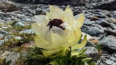A video of a lone snow lotus, bloomed atop ice clad, rocky mountains, is going round the internet