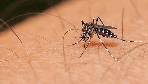 Emerging Zika serotypes may hinder vaccine development