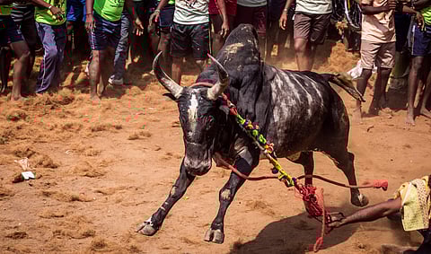 Jallikattu 