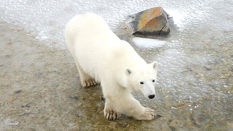 Polar bears in Churchill