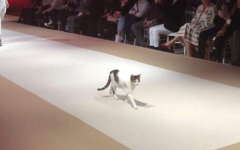 Cat walks down the ramp in Istanbul