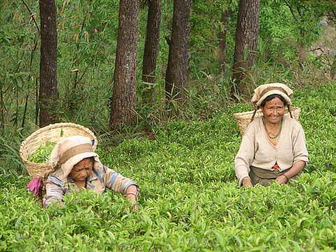 Tea pickers at Makaibari Estate, Darjeeling, a Fairtrade certified brand