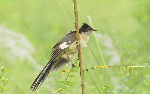 Jacobin Cuckoo