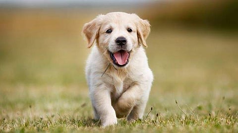 PETEX India. Source: Internet