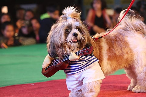 2nd Winner Fashion Show at Pet Fed Bengaluru; Pet Name: Whiskey