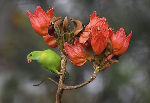 Vernal hanging parrot (Photo: Atreyo Mukhopadhyay)