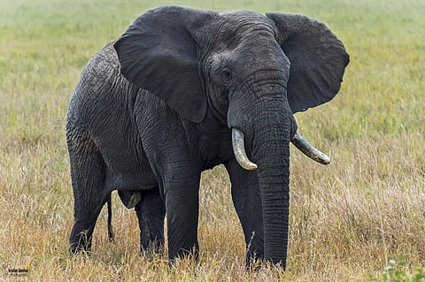 African Elephant