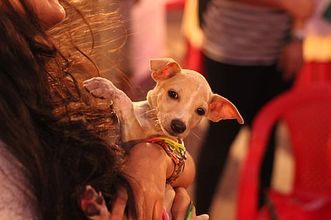 Adoptathon 2019, Asia's biggest adoption camp for stray animals is back in Mumbai