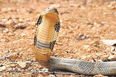 King Cobra and I with Gowri Shankar