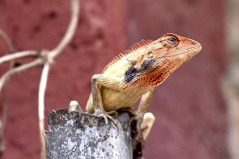 Guwahati: An Oriental garden lizard looks for a prey at a park in Guwahati, on March 15, 2019. (Photo: IANS)