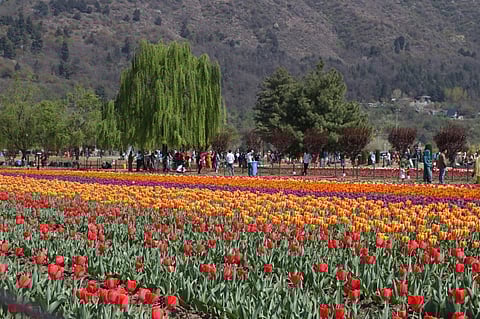A view of fully bloomed Tulip flowers in Srinagar. (Photo: IANS)