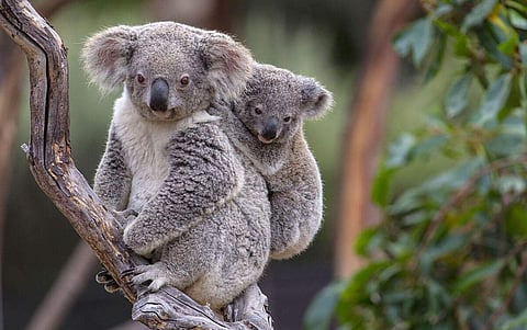 Koalas in Australia