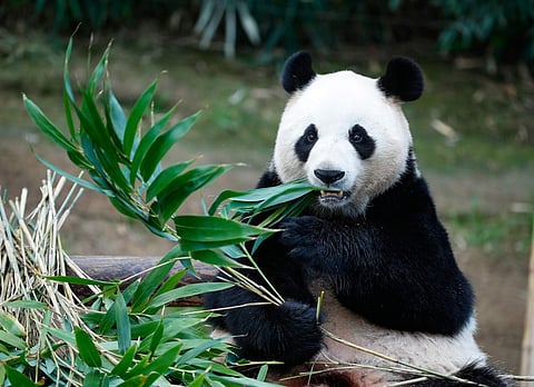 Chinese female giant panda Ai Bao eats bamboos at the Panda World of Everland Resort in the city of Yongin, South Korea. (Xinhua/Wang Jingqiang/IANS)