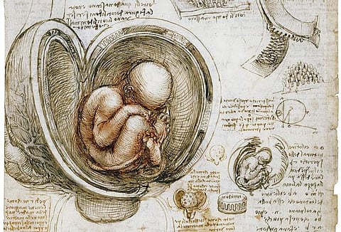 This undated handout from The Royal Collection Trust shows a foetus in the womb by Leonardo da Vinci, as part of the Royal Collection, at Windsor Castle in Windsor. (The Royal Collection Trust via AP)