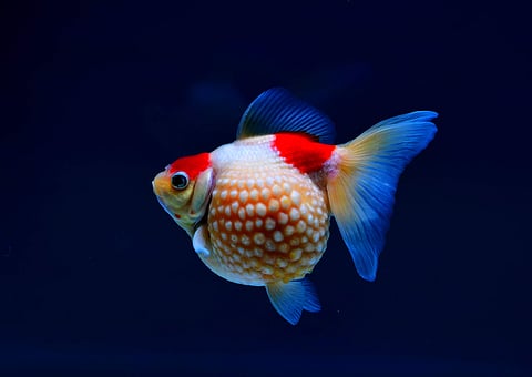 FUZHOU, May 29, 2019 (Xinhua) -- May 29 photo shows goldfish during the 2nd international goldfish competition in Fuzhou, capital of southeast China's Fujian Province. (Xinhua/Wei Peiquan/IANS)