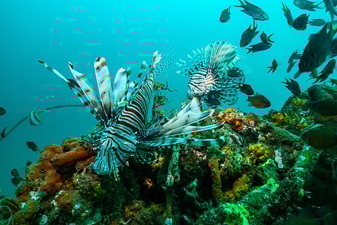 Coral Reefs near Pondicherry (Photo: Temple Adventures)