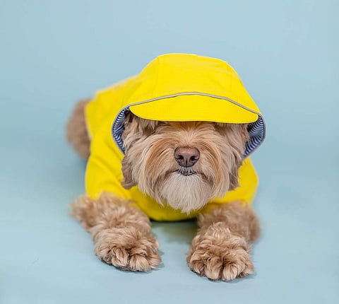Pet care during monsoon