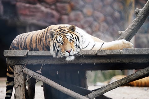 HAILIN, July 12, 2019 - A Siberian tiger rests at the Siberian tiger park of the China Hengdaohezi Feline Breeding Center in Hailin, northeast China's Heilongjiang Province. (Xinhua/Wang Jianwei/IANS)