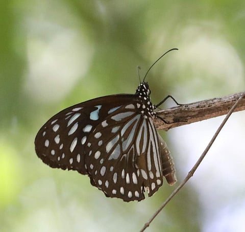 Species (classification): Dark Blue Tiger. Pic credit: Sharan V