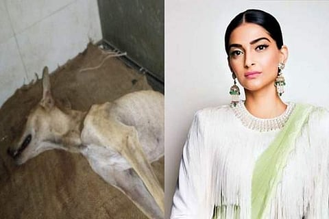 Sonam Kapoor, Malaika Arora, John Abraham raise concern after video of attack on stray dog goes viral