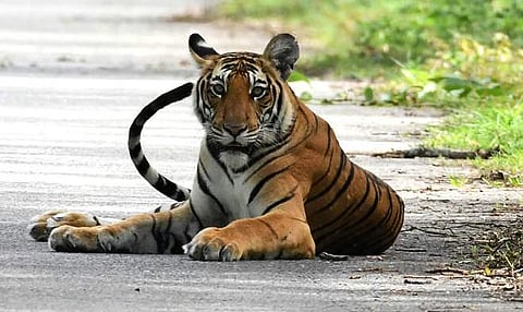 India's tiger population is on the rise (File Photo: IANS)
