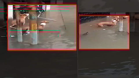 Screen grabs of the video (Source: Internet)