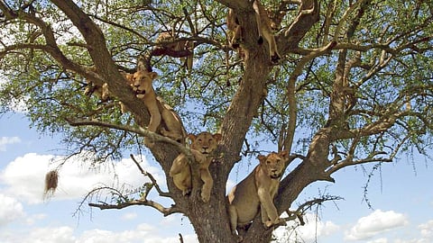 This image released by Discovery shows lioness resting in acacia tree from episode four of 'Serengeti,' a six-part series premiering Sunday, August 4. (Geoff Bell/Discovery via AP)
