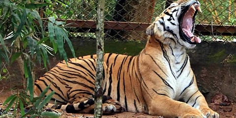 Kaimur forest identified for tiger reserve