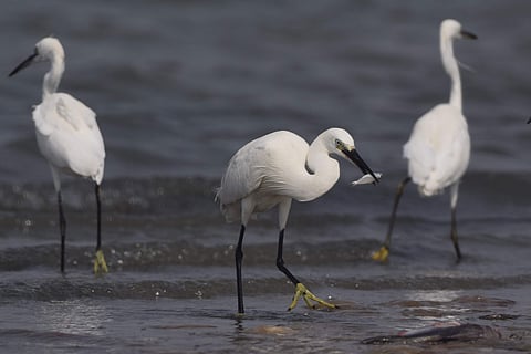 Hungry planet! Little egret. All photos by Atreyo Mukhopadhyay.