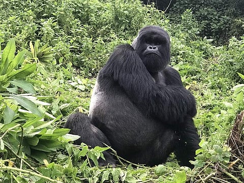 An encounter with the magnificent mountain gorillas in Volcanoes National Park while attending Kwita Izina or naming ceremony  of baby gorillas is indeed a rare opportunity. (All pics: Red Scarab)