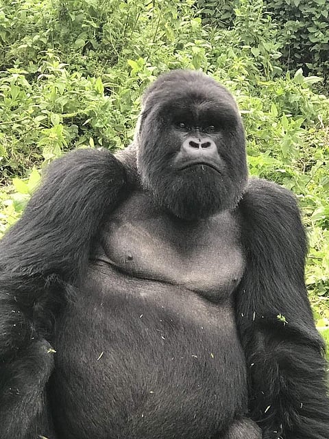 One of the five biggest Silverbacks in the Virunga massif, Mr Muturengere weighs over 200 kg and stands at 1.9m. Seeing him face to face a few metres away is spine-tingling. (All pics by Red Scarab)
