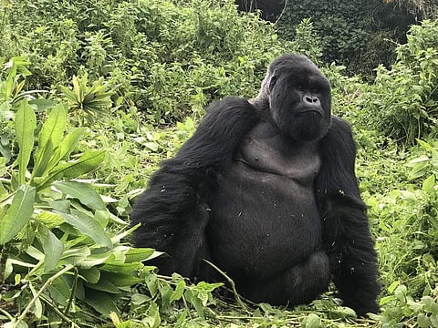 Tracking the Silverback in Rwanda: Baby gorillas are named each year at the annual naming ceremony Kwita Izina. (All pics by Anurag Mallick & Priya Ganapathy/Red Scarab)