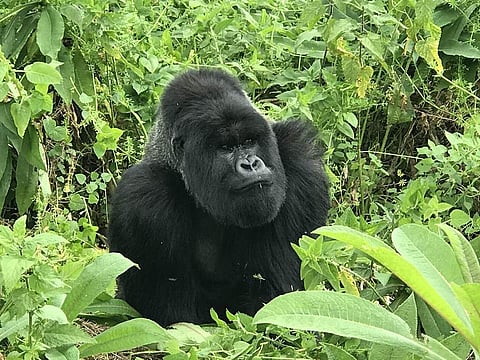 Tracking the Silverback in Rwanda: Silverback Mr Muturengere, the alpha male of the Isimbi family at Karisimbi volcano. (All pics by Anurag Mallick & Priya Ganapathy/Red Scarab)