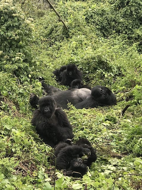 The slopes of the 160 sq km Virunga Massif in Africa are the last refuge of the mountain gorilla, one of the two subspecies of the eastern gorilla. (All pics: Red Scarab)