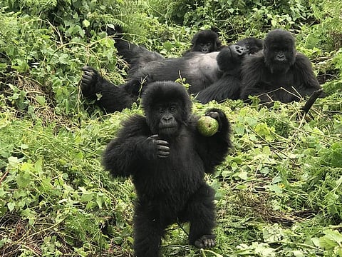 The gorilla groups are tirelessly followed up the steep slopes all year round and the monitoring and research of the creatures and their habitat secures the foundation for future generations.
