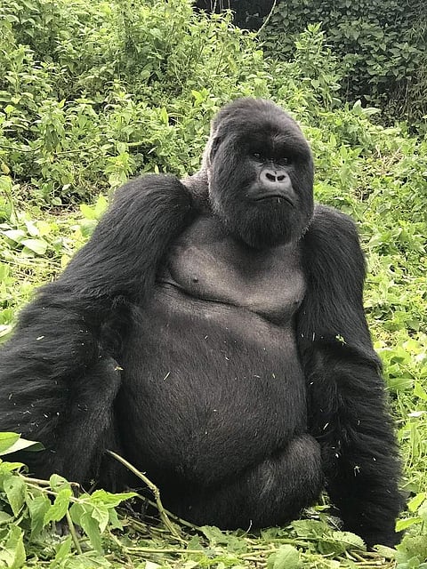 Watching over ten juveniles and eight females, the mighty alpha male Muturengere is a Silverback named after the silvery band on the back of mature adult males. (All pics: Red Scarab)