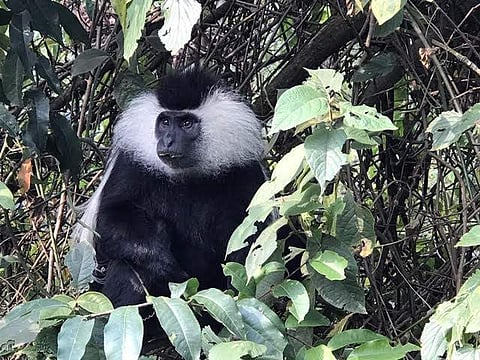 Tracking the Silverback in Rwanda: A Colobus monkey in Nyungwe National Park. (All pics by Anurag Mallick & Priya Ganapathy/Red Scarab)