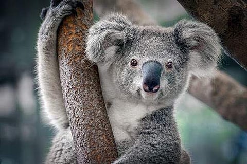 Koala - Travel Australia