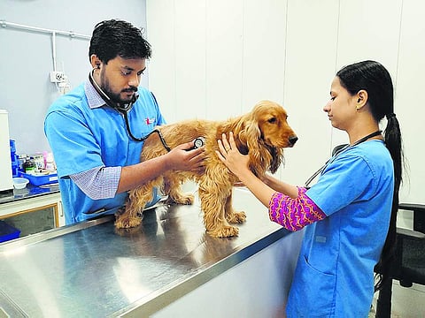 Pet special: Sanchu Animal Hospital in Adyar has plans for AI-based diagnostic tools and treatment