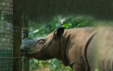 The Sumatran Rhino