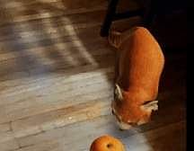 0042e33ba89a899e4605b2be035b6583