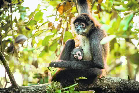 A still from Primates