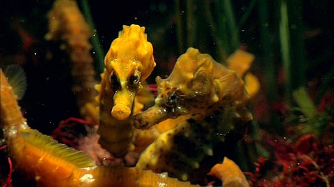 Seahorses / Tesche Dokumentarfilm / National Geographic Wild