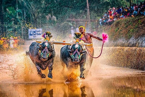 Srinivas Gowda sets a Kambala record (AFP/Rathan Barady)